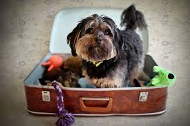 dog-in-suitcase